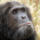 Image for article titled A Breakthrough in Our Understanding of How Intelligence Evolves